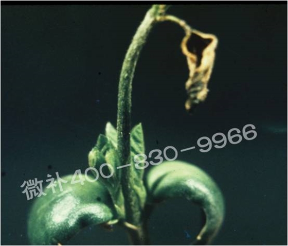 莖尖枯死，到底是缺硼還是缺鈣？