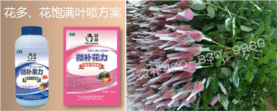 花卉也需要微補(bǔ)嗎？
