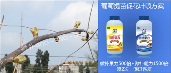 獼猴桃萌芽期如何施肥，才能促進(jìn)萌芽齊、萌芽壯？