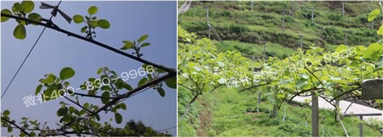 獼猴桃萌芽期如何施肥，才能促進(jìn)萌芽齊、萌芽壯？