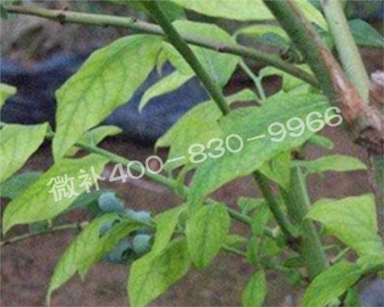 藍莓黃葉是缺素還是病害？