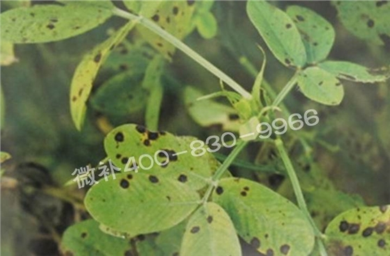 花生缺鉀與花生葉斑病有什么區(qū)別？