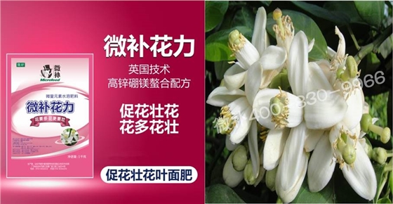 蜜柚促花壯花除了補磷還需要補硼鋅？