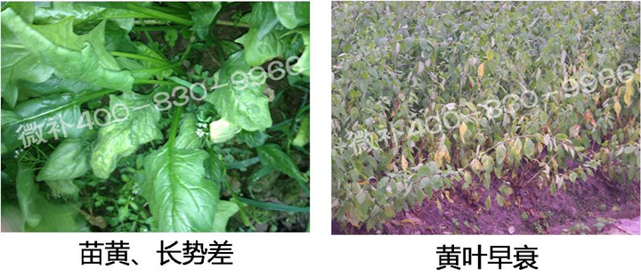 2、苗期后期.jpg