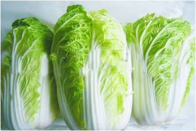#微肥課堂#白菜類蔬菜對哪些營養(yǎng)元素敏感？
