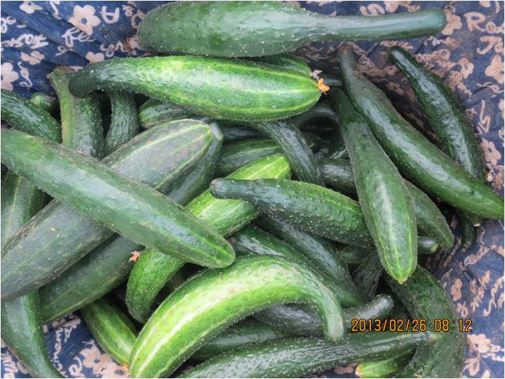 #微肥課堂#黃瓜味苦，天氣or肥料，到底誰之過？