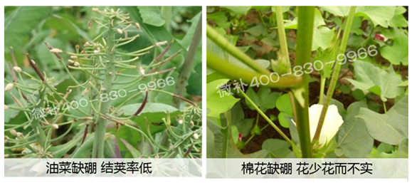 春季作物為什么需要大量用硼肥？