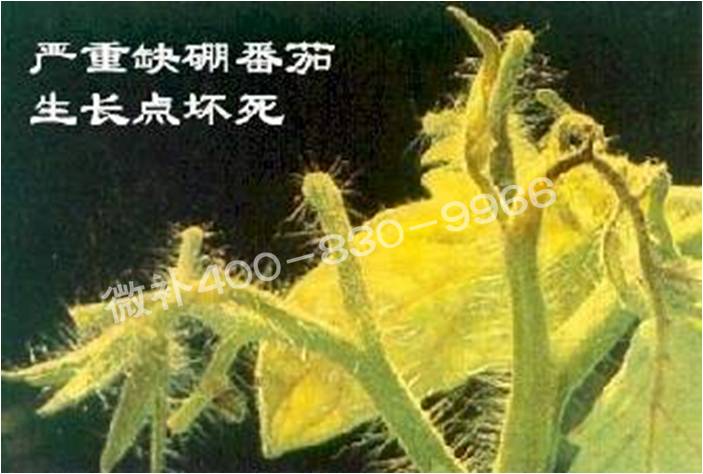 莖尖枯死，到底是缺硼還是缺鈣？