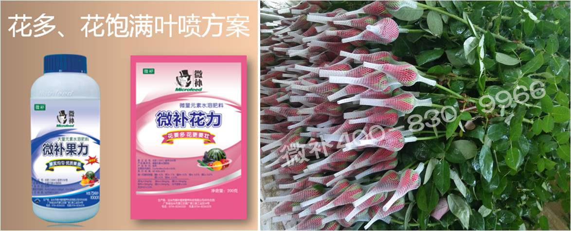 花卉也需要微補(bǔ)嗎？