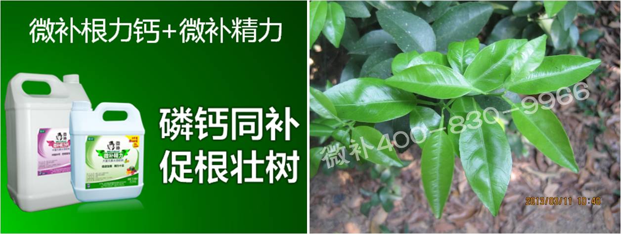 柑橘春梢弱，難抽發(fā)，到底是什么原因？