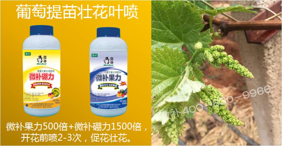 葡萄萌芽期如何預防倒春寒？