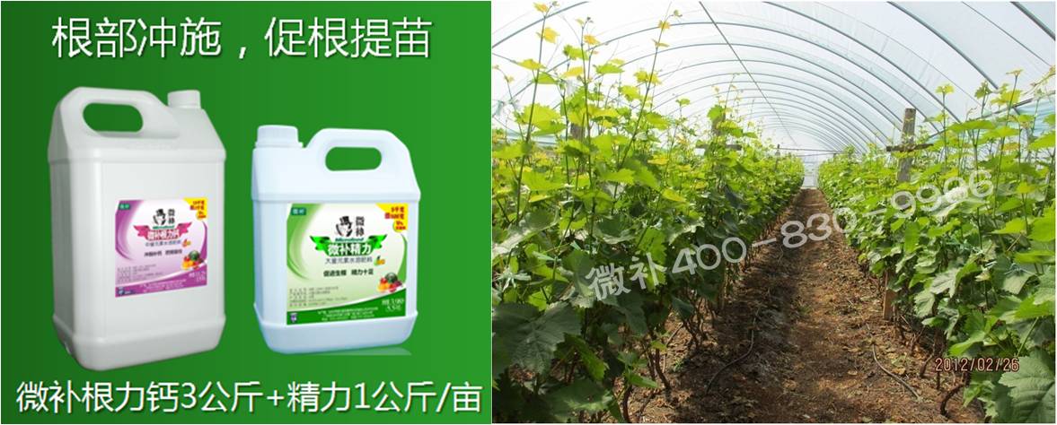 葡萄萌芽期如何預防倒春寒？