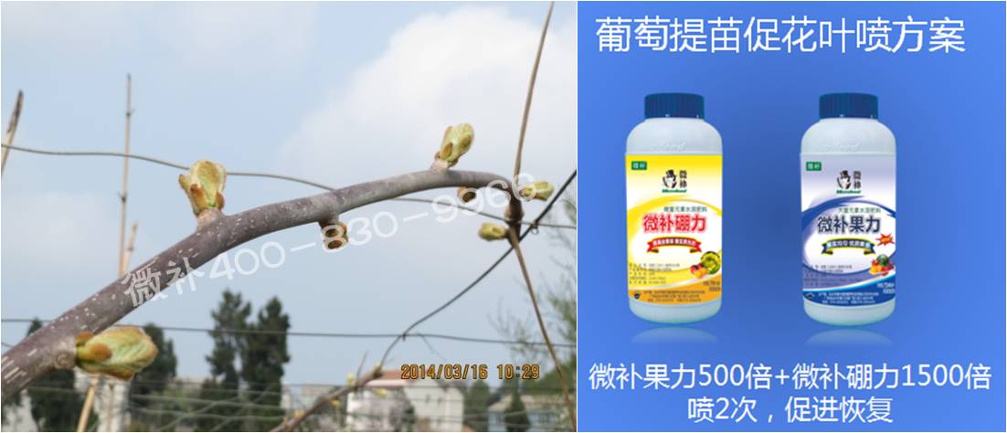 獼猴桃萌芽期如何施肥，才能促進萌芽齊、萌芽壯？