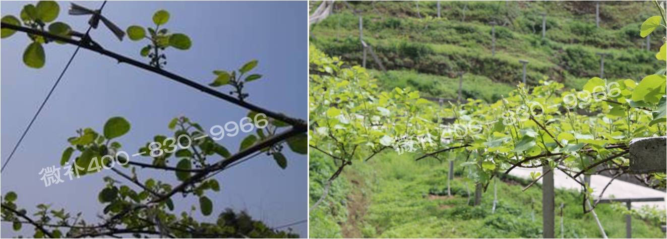 獼猴桃萌芽期如何施肥，才能促進萌芽齊、萌芽壯？