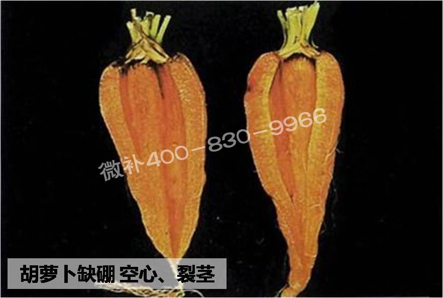 大田作物缺硼，就用高生物活性海藻液體硼，補(bǔ)硼更有效！