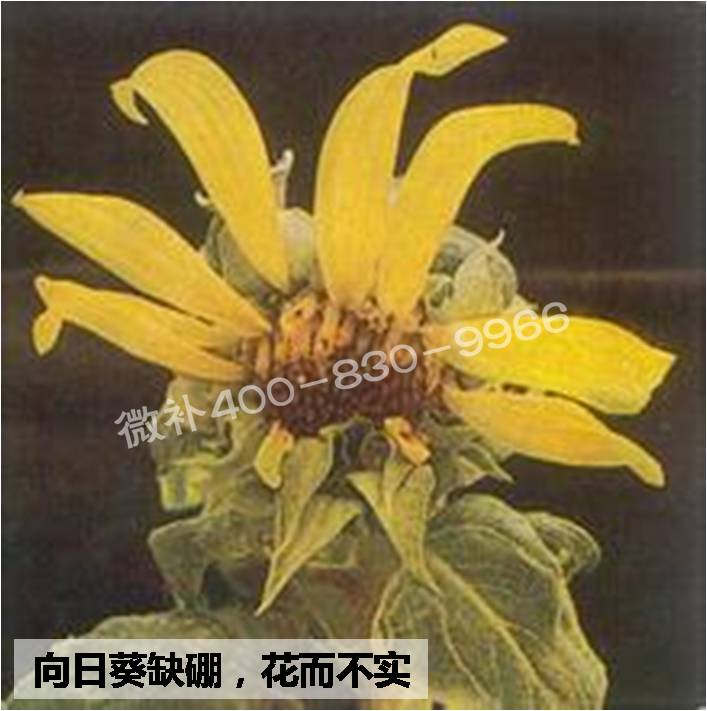 大田作物缺硼，就用高生物活性海藻液體硼，補(bǔ)硼更有效！