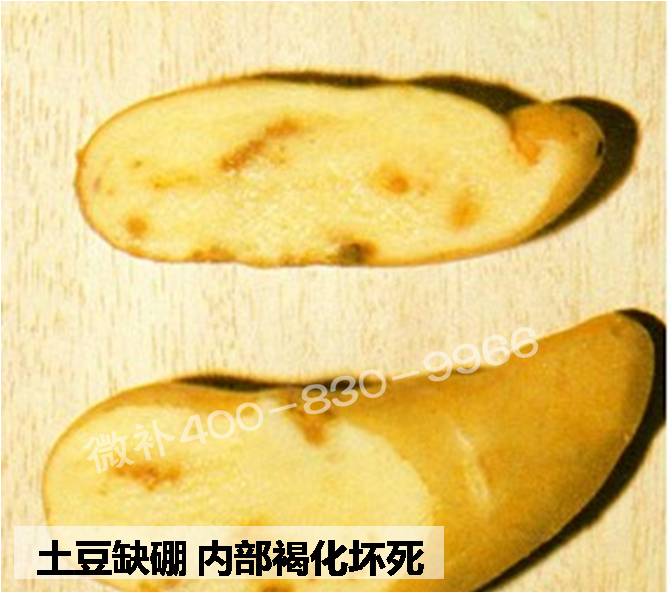 大田作物缺硼，就用高生物活性海藻液體硼，補(bǔ)硼更有效！