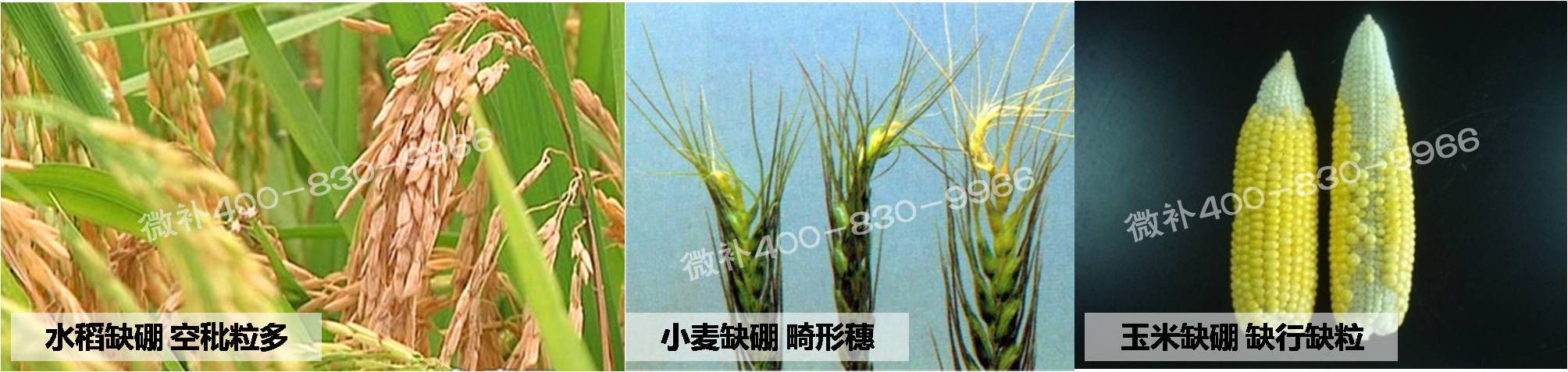 大田作物缺硼，就用高生物活性海藻液體硼，補(bǔ)硼更有效！