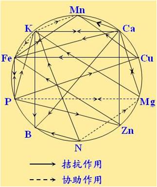 原料型鉀肥和鎂肥為什么會(huì)發(fā)生拮抗？