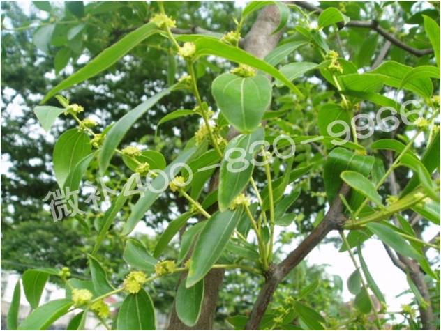 冬棗萌芽后黃葉是缺鐵嗎？