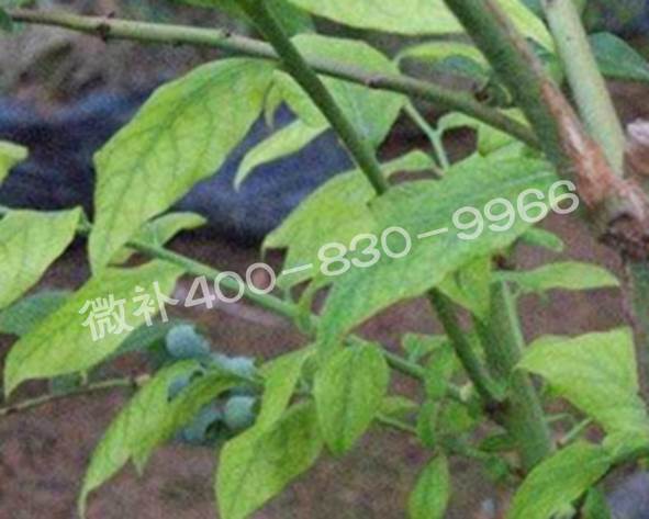 藍莓黃葉是缺素還是病害？