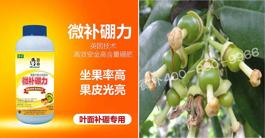 蜜柚促花壯花除了補磷還需要補硼鋅？