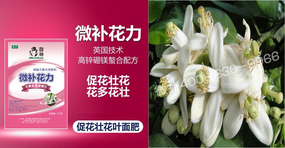 蜜柚促花壯花除了補磷還需要補硼鋅？
