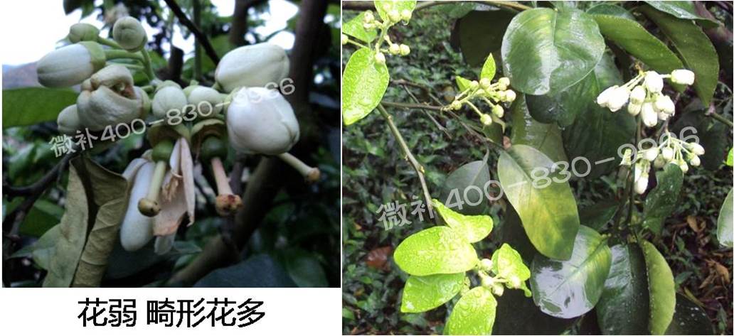 蜜柚促花壯花除了補磷還需要補硼鋅？