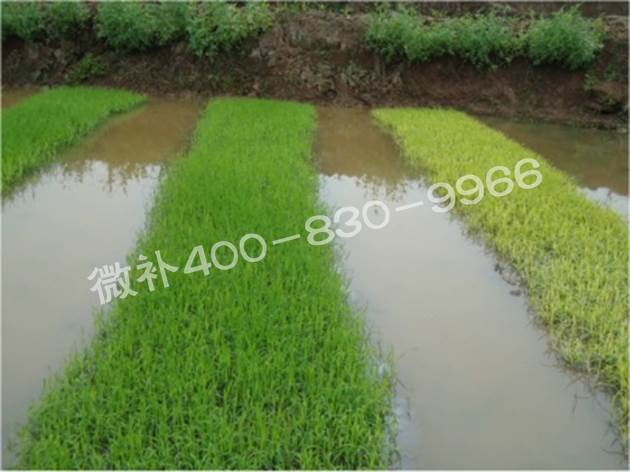 水稻黃秧、爛秧怎么辦？