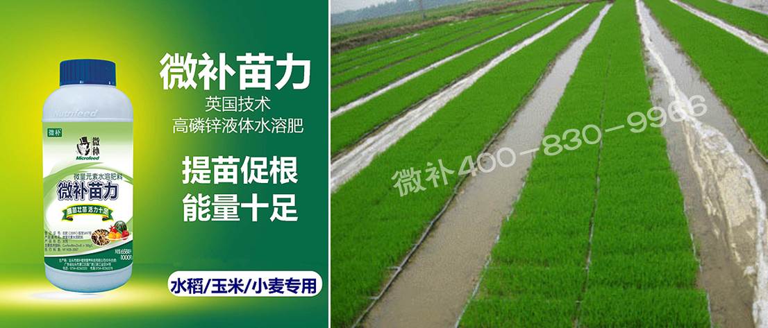 水稻黃秧、爛秧怎么辦？