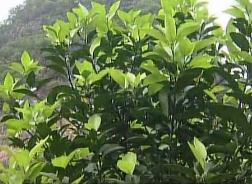 柑橘淋沖微補(bǔ)鈣肥，促根預(yù)防黃樹，樹壯保果品質(zhì)好