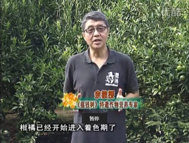 20150928珠江臺搖錢樹：如何提高柑橘硬度？預(yù)防減少浮皮霜凍果