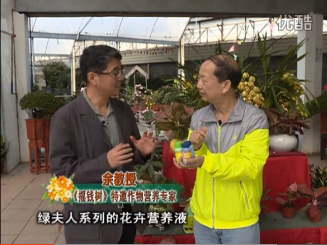 20160111珠江臺搖錢樹：家庭盆栽花卉黃葉又難養(yǎng)？用綠夫人，枝繁葉茂、花多花艷