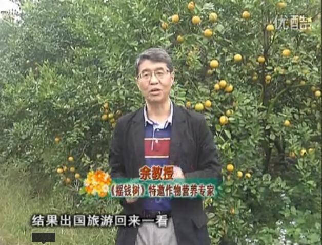 20160111珠江臺搖錢樹：貢柑大場樹弱黃葉，今年樹勢大翻身果靚還高價(jià)！