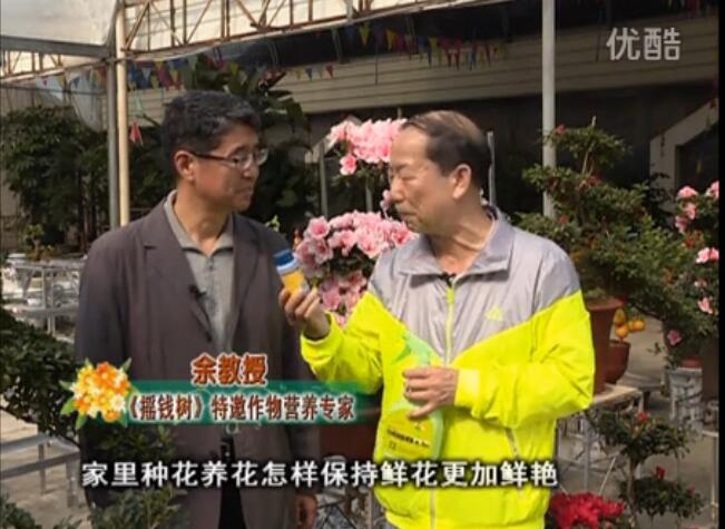 20160118珠江臺搖錢樹：家庭花卉用綠夫人600度鮮花營養(yǎng)液，花開鮮艷、花期長