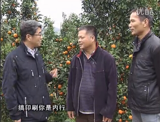 20160201珠江臺搖錢樹：開印刷廠改行種柑橘，保樹靚今年還高產(chǎn)？