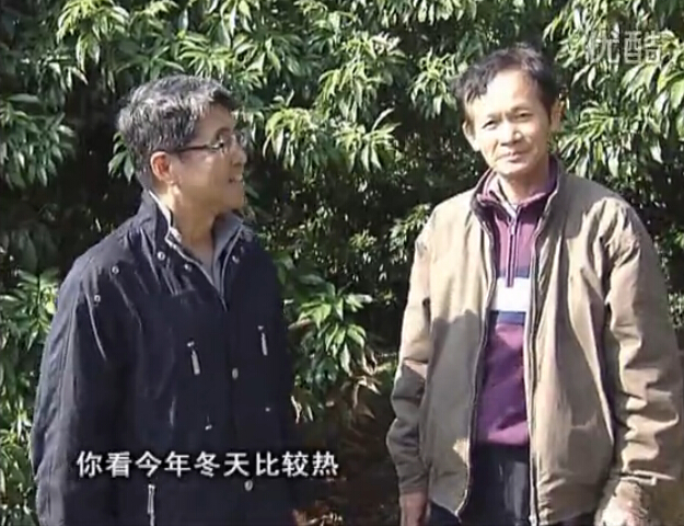 20160201珠江臺搖錢樹：暖冬荔枝易沖梢，如何促花壯花好？看微補