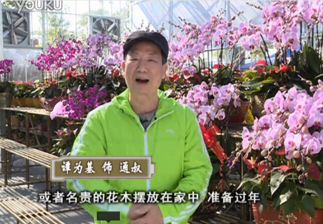 20160201珠江臺搖錢樹：新春家養(yǎng)花卉、盆栽，如何養(yǎng)護(hù)葉子、鮮花、果子保鮮更長？