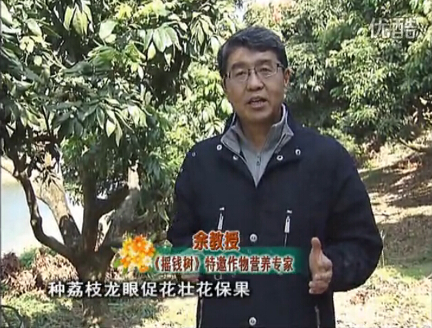 20160215珠江臺搖錢樹：龍眼撒微補倍力、噴花力+碧力，補鈣鎂鋅硼保葉壯花