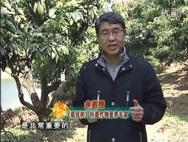 20160215珠江臺搖錢樹：名貴花木盆景，用綠夫人系列保葉、花靚、又抗病