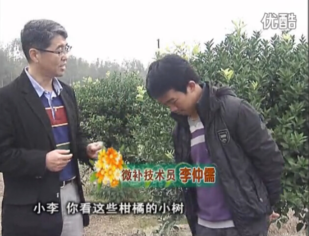 20160215珠江臺搖錢樹：柑橘小樹頭年掛果撒微補(bǔ)倍力、噴花力+碧力，壯樹促花好