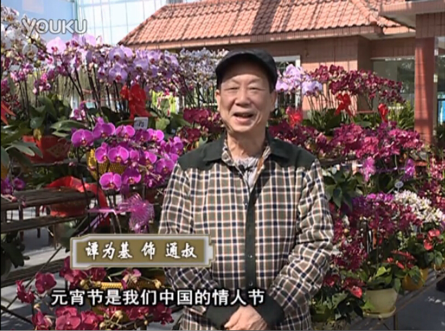 20160222珠江臺搖錢樹：用綠夫人營養(yǎng)液，簡單種花都能養(yǎng)得靚