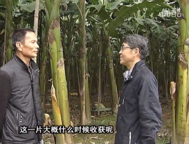20160222珠江臺搖錢樹：粉蕉用微補方案，抽蕉好、葉干邊爛頭少