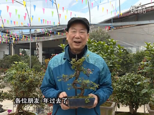 20160229珠江臺搖錢樹：盆景換盆養(yǎng)護(hù)，用綠夫人營養(yǎng)液恢復(fù)生機(jī)