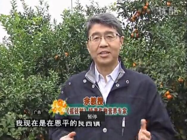 20160229珠江臺(tái)搖錢樹：柑橘用微補(bǔ)全年方案，黃樹恢復(fù)、果品質(zhì)好賣價(jià)高