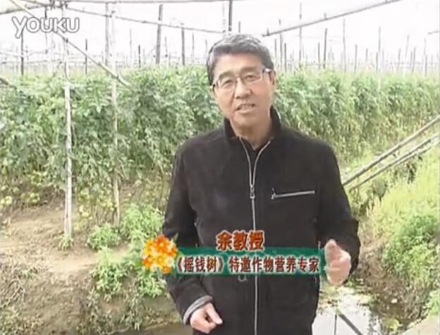 20160307珠江臺(tái)搖錢(qián)樹(shù)：天冷蔬菜有價(jià)卻無(wú)產(chǎn)？用微補(bǔ)方案苗壯保葉有產(chǎn)！