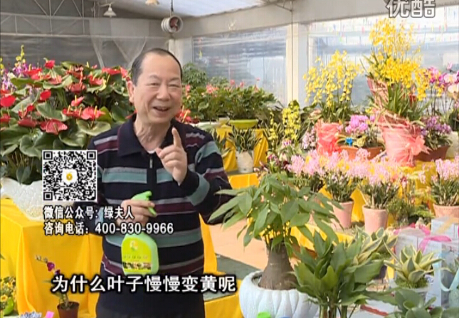20160307珠江臺(tái)搖錢(qián)樹(shù)：陰生植物也不好種，黃葉多長(zhǎng)勢(shì)弱？用綠夫人來(lái)呵護(hù)