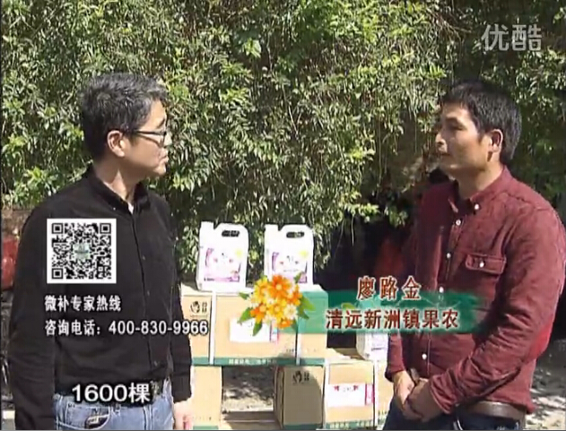 20160314珠江臺(tái)搖錢樹：柑橘用微補(bǔ)方案，保樹有收益