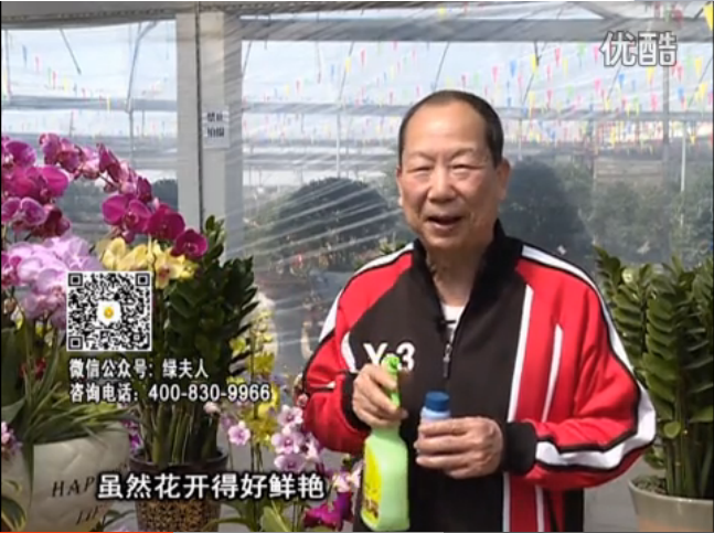 20160314珠江臺(tái)搖錢(qián)樹(shù)：家種鮮花、鮮切花，用綠夫人600度鮮花液?；ㄆG、花期長(zhǎng)