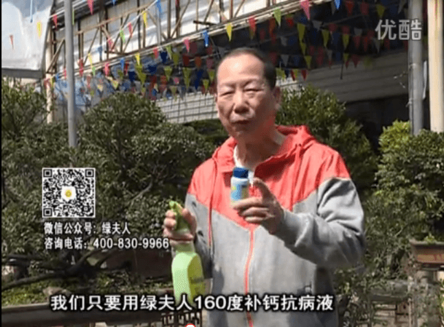 ?20160321珠江臺(tái)搖錢(qián)樹(shù)：盆栽花卉用綠夫人160度補(bǔ)鈣抗病液，低溫陰雨天長(zhǎng)勢(shì)壯、抗病好